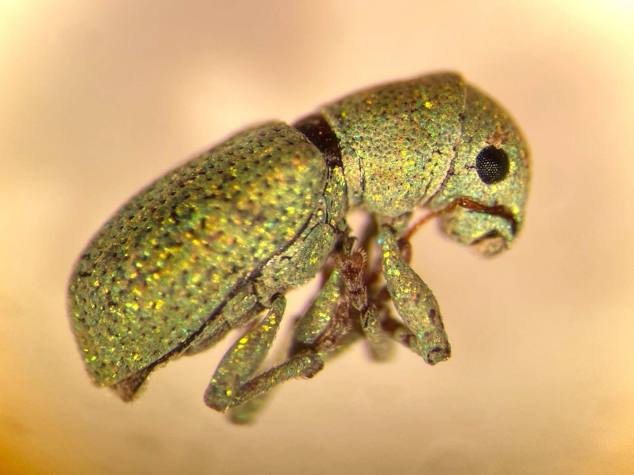 Pandeleteinus