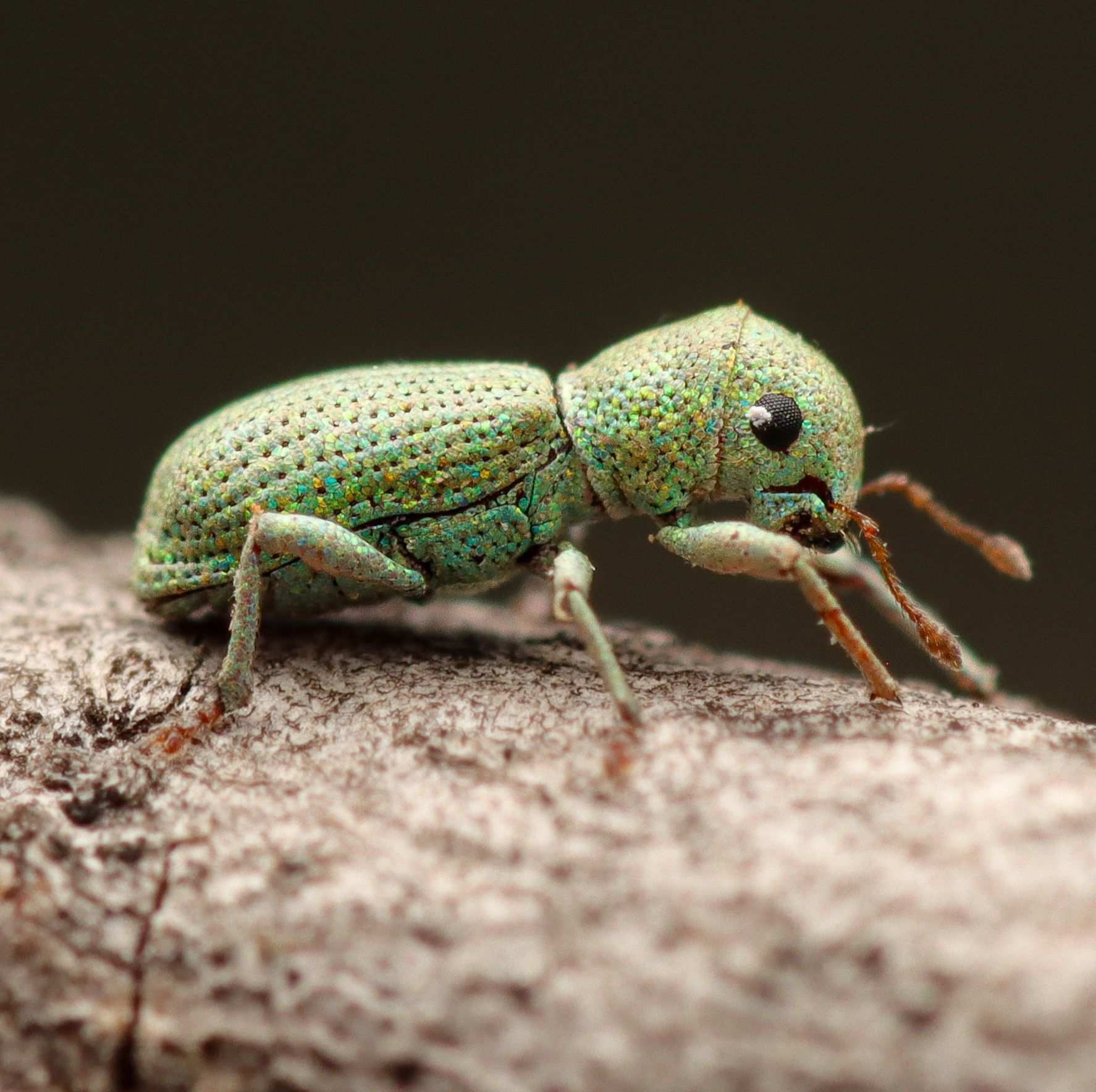 Pandeleteinus
