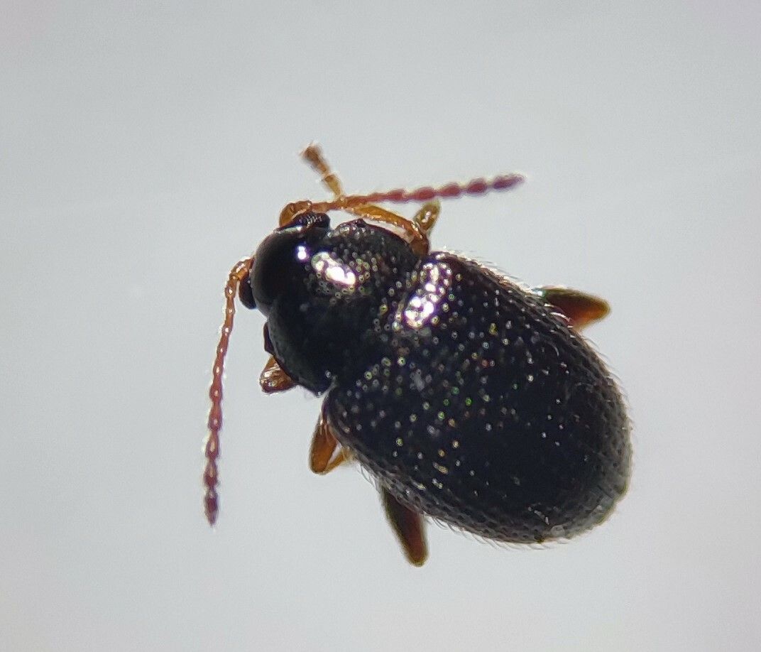Epitrix papa