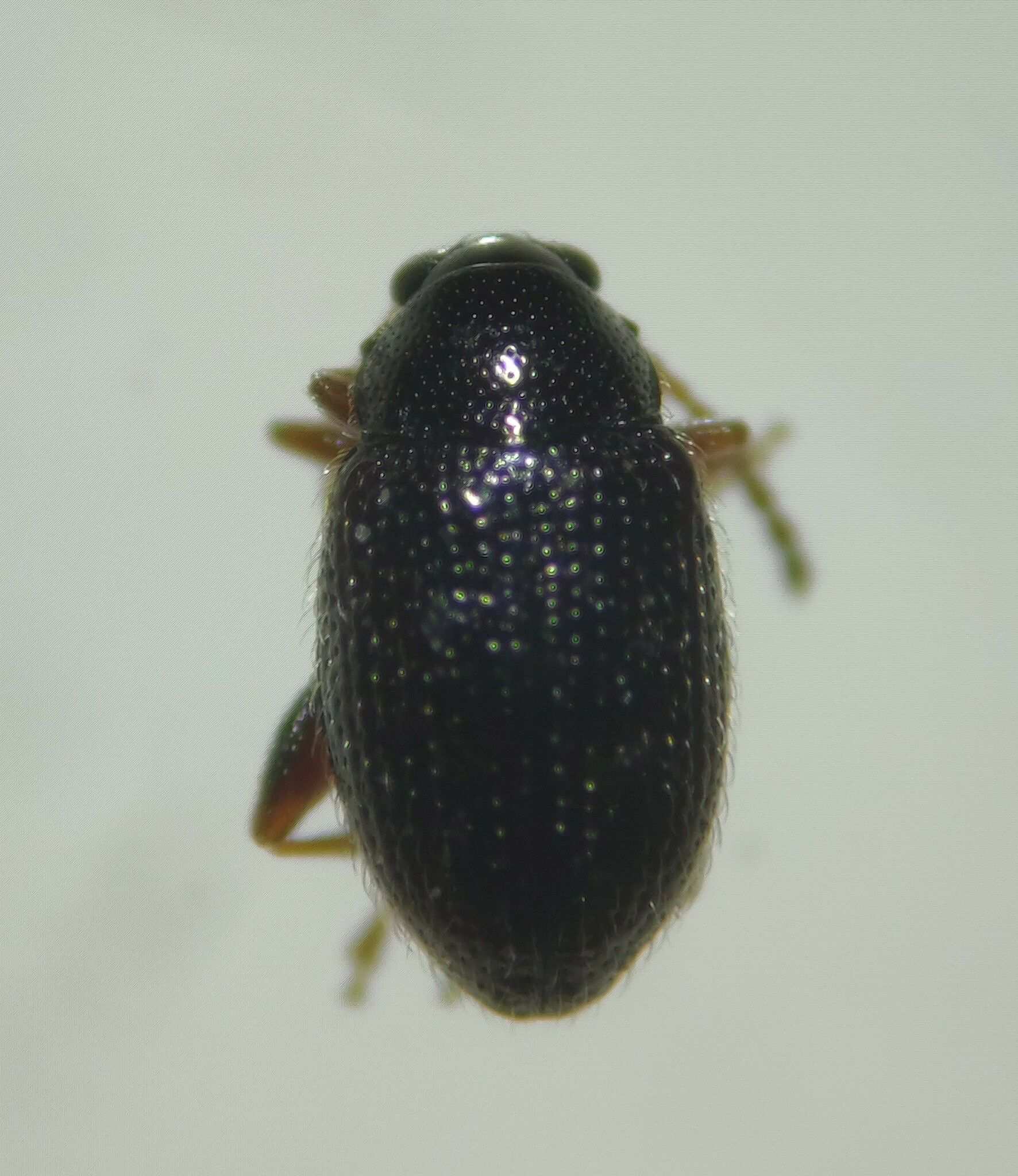 Epitrix papa