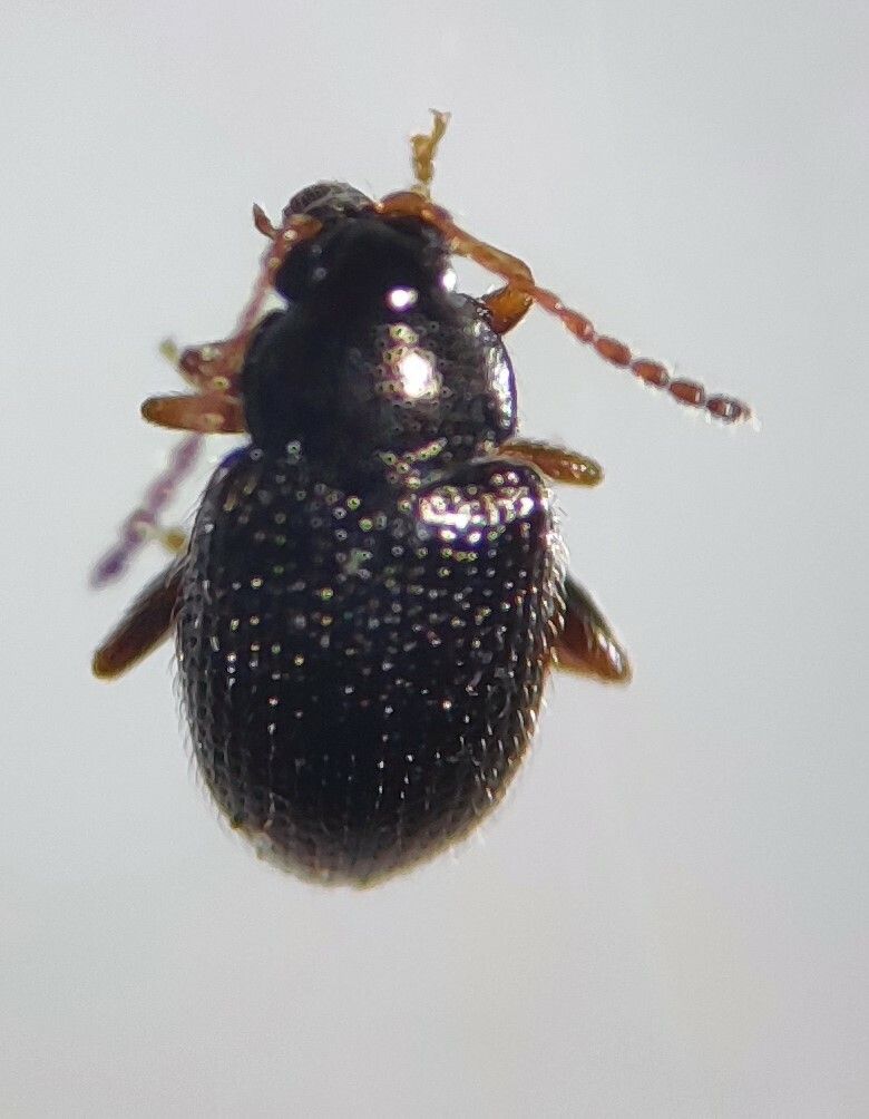 Epitrix papa