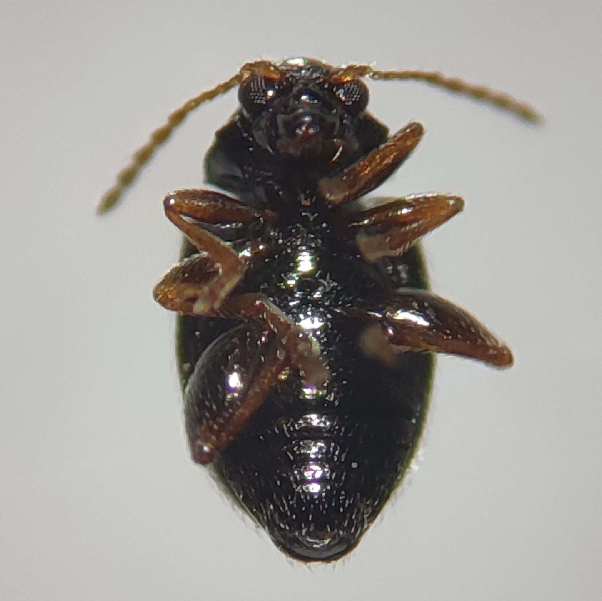 Epitrix papa