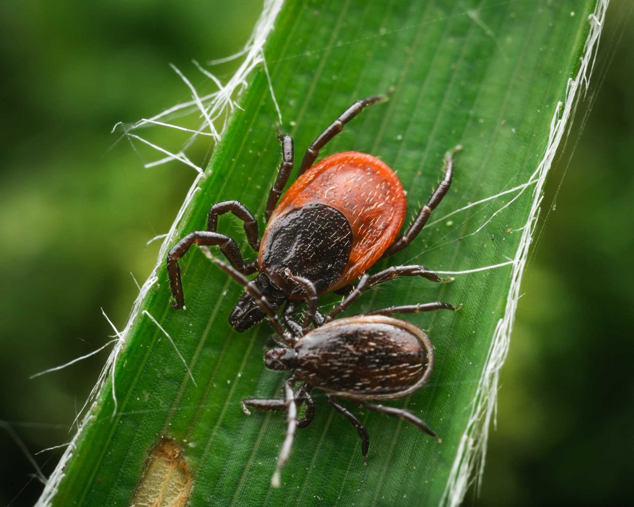 Ixodes ricinus