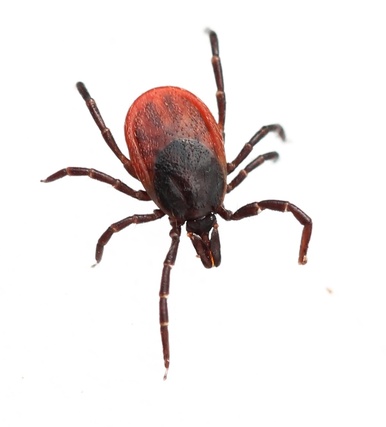 Ixodes ricinus