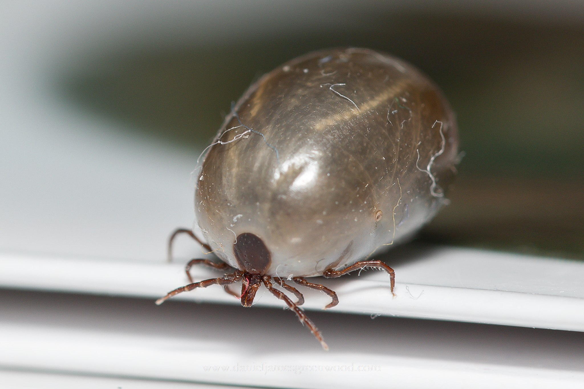 Ixodes ricinus