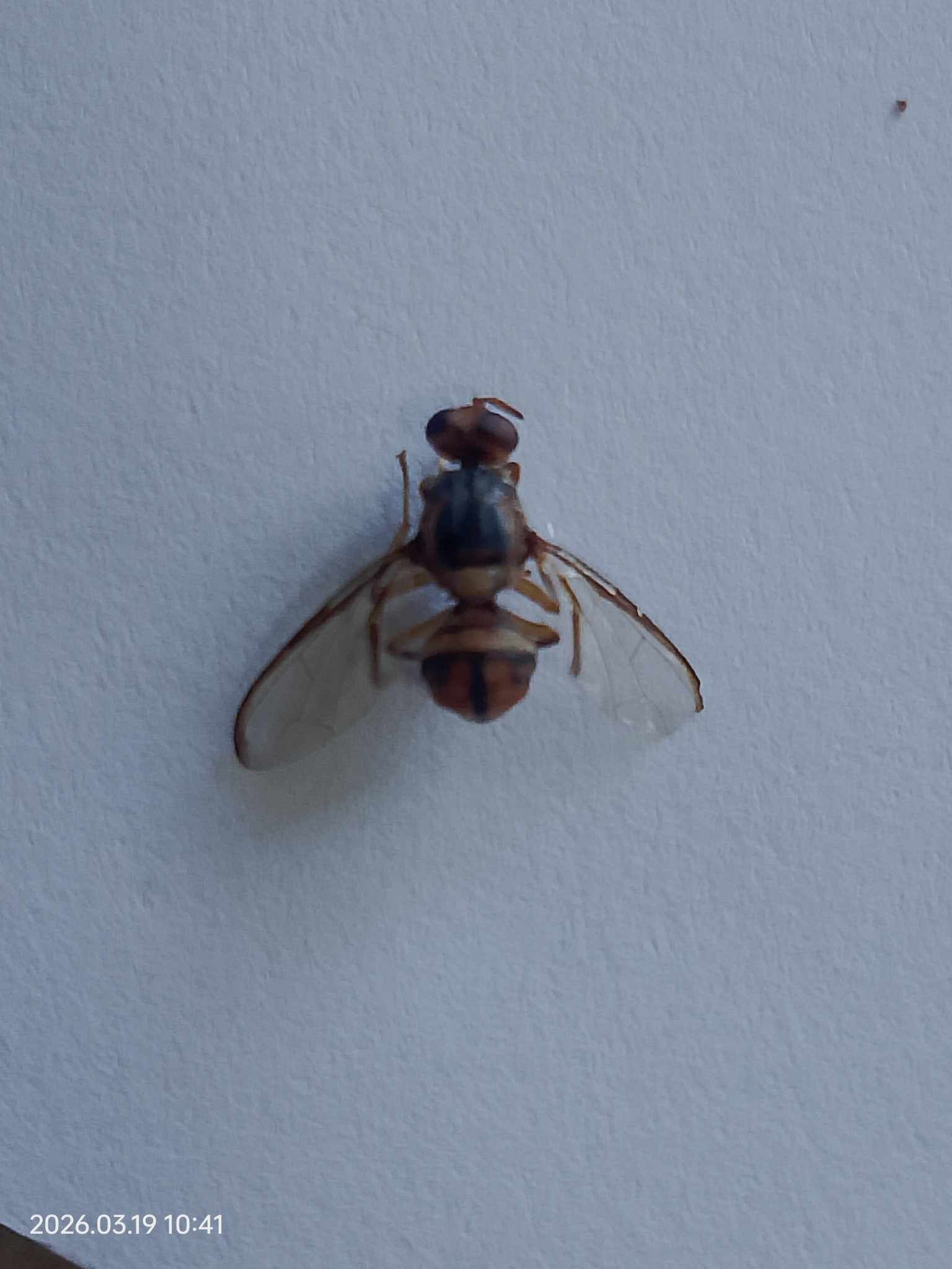 Bactrocera occipitalis
