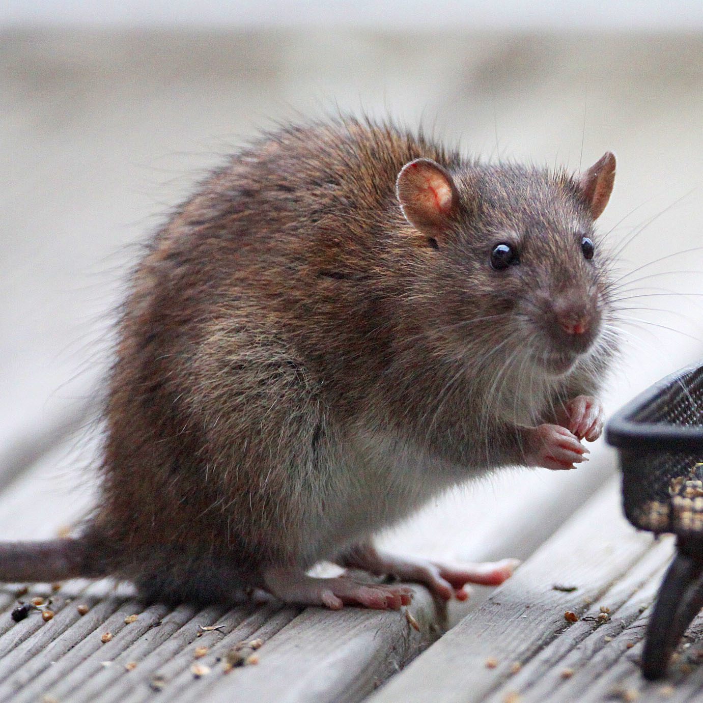 Rattus rattus