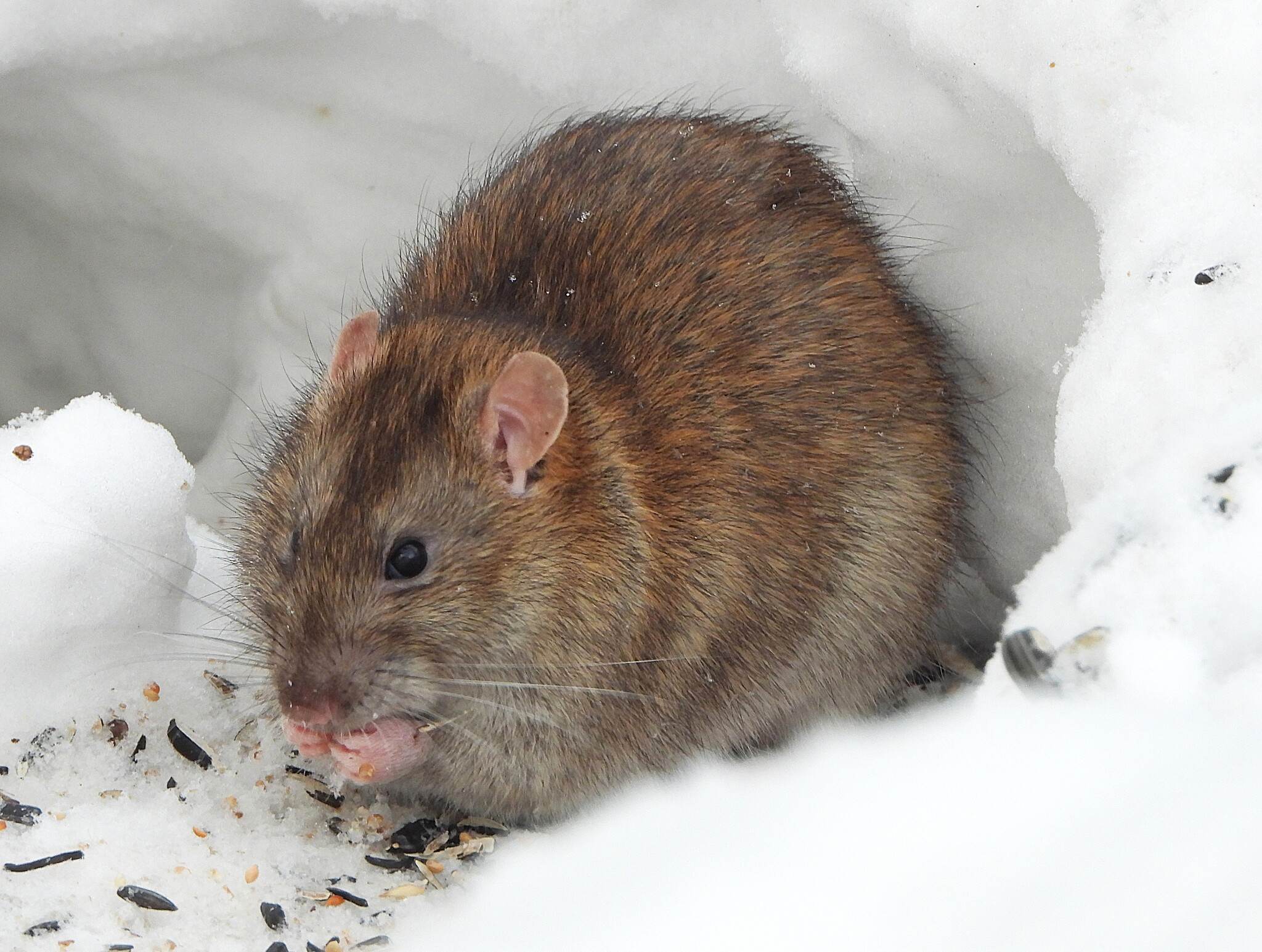 Rattus rattus