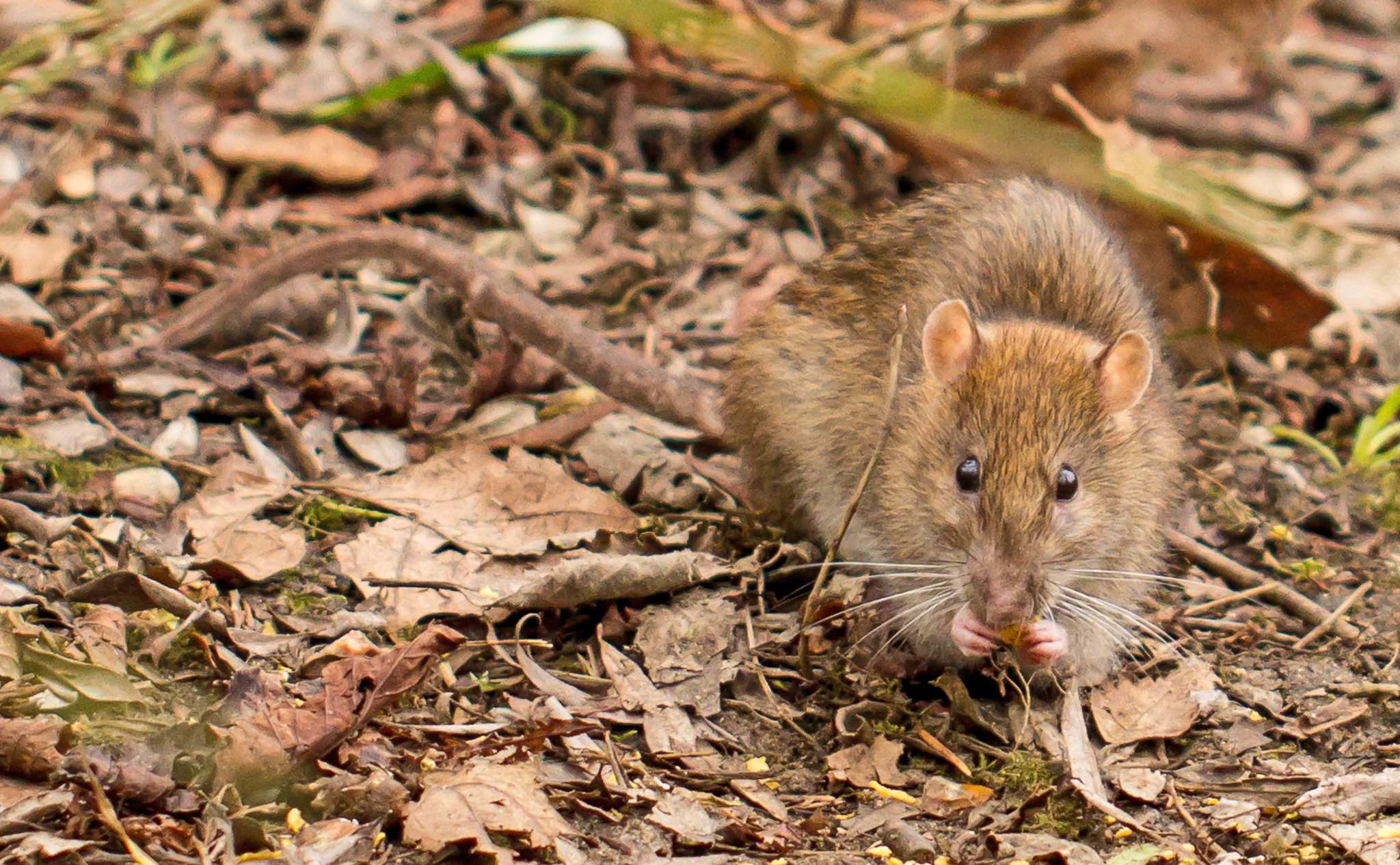 Rattus rattus