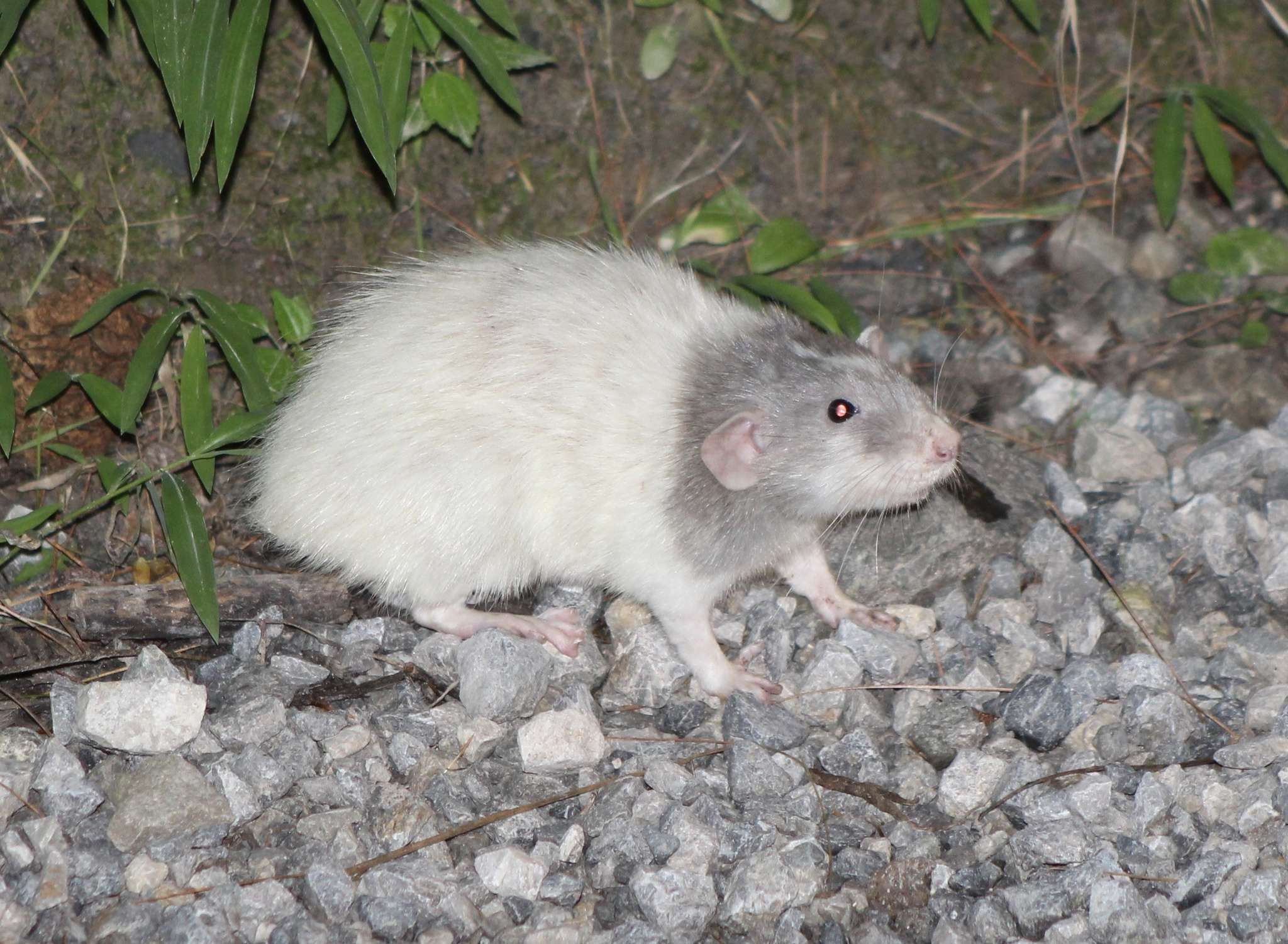 Rattus rattus