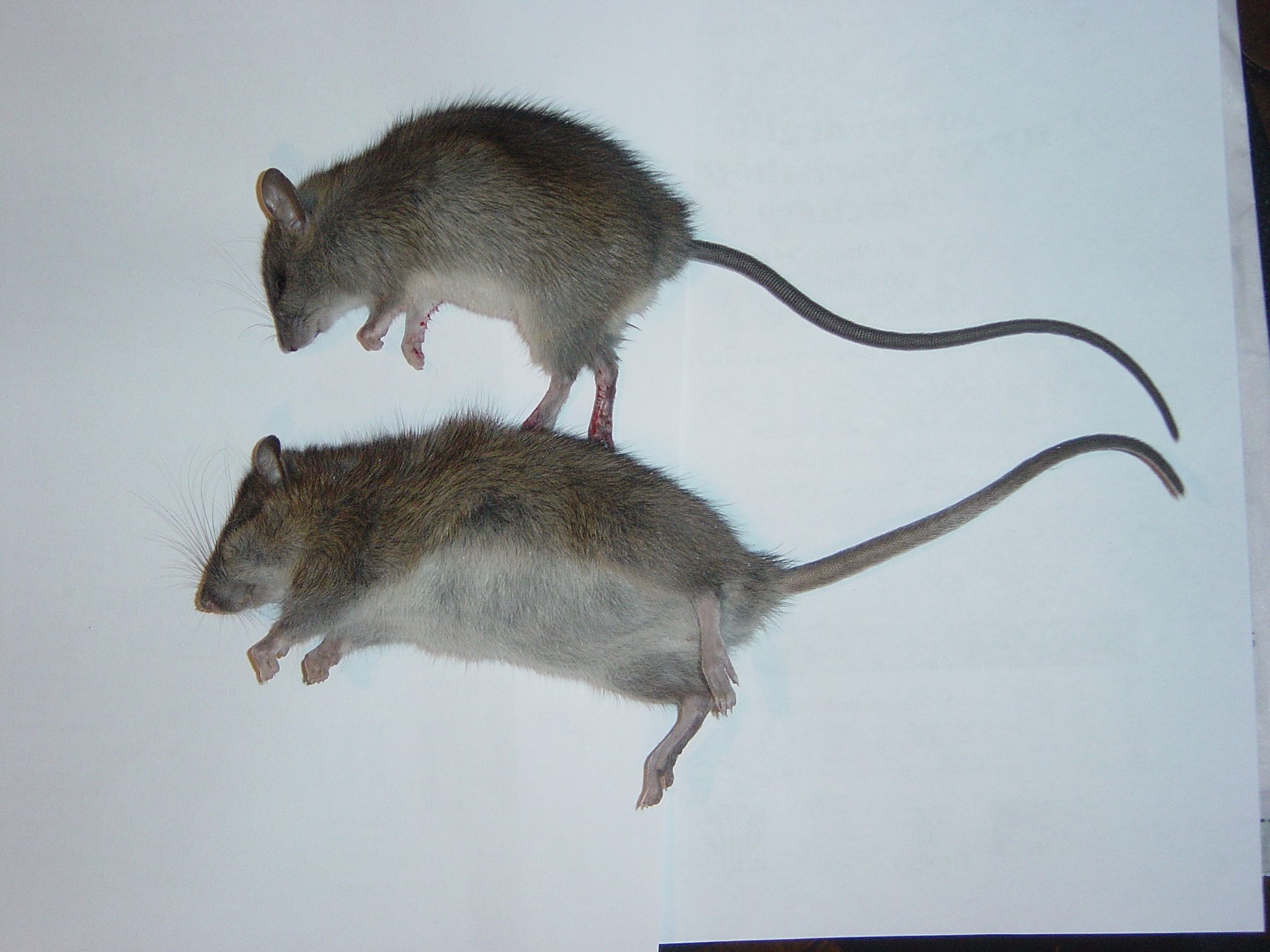 Rattus rattus