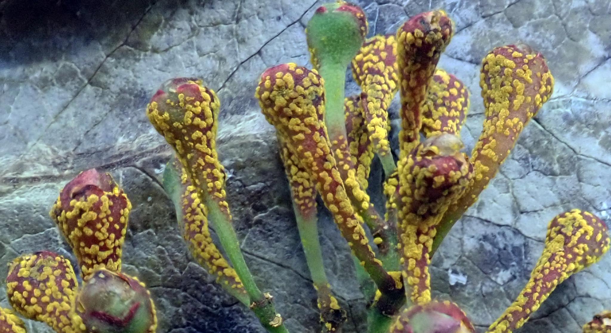Austropuccinia psidii