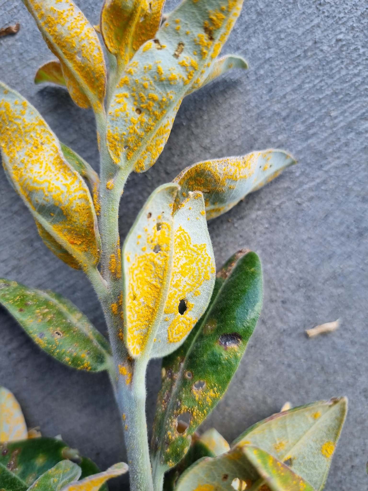 Austropuccinia psidii