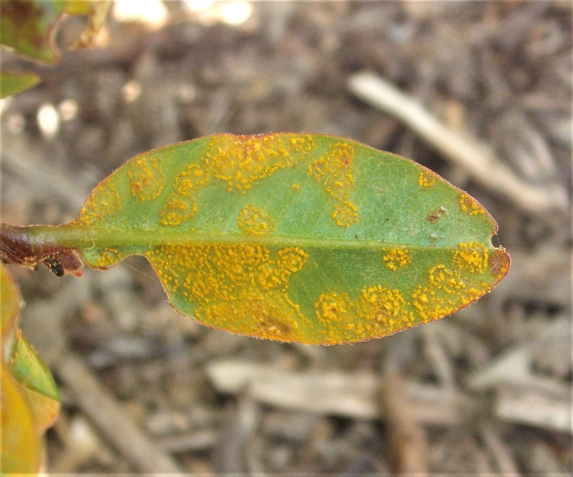 Austropuccinia psidii