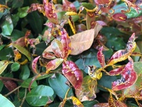 Austropuccinia psidii