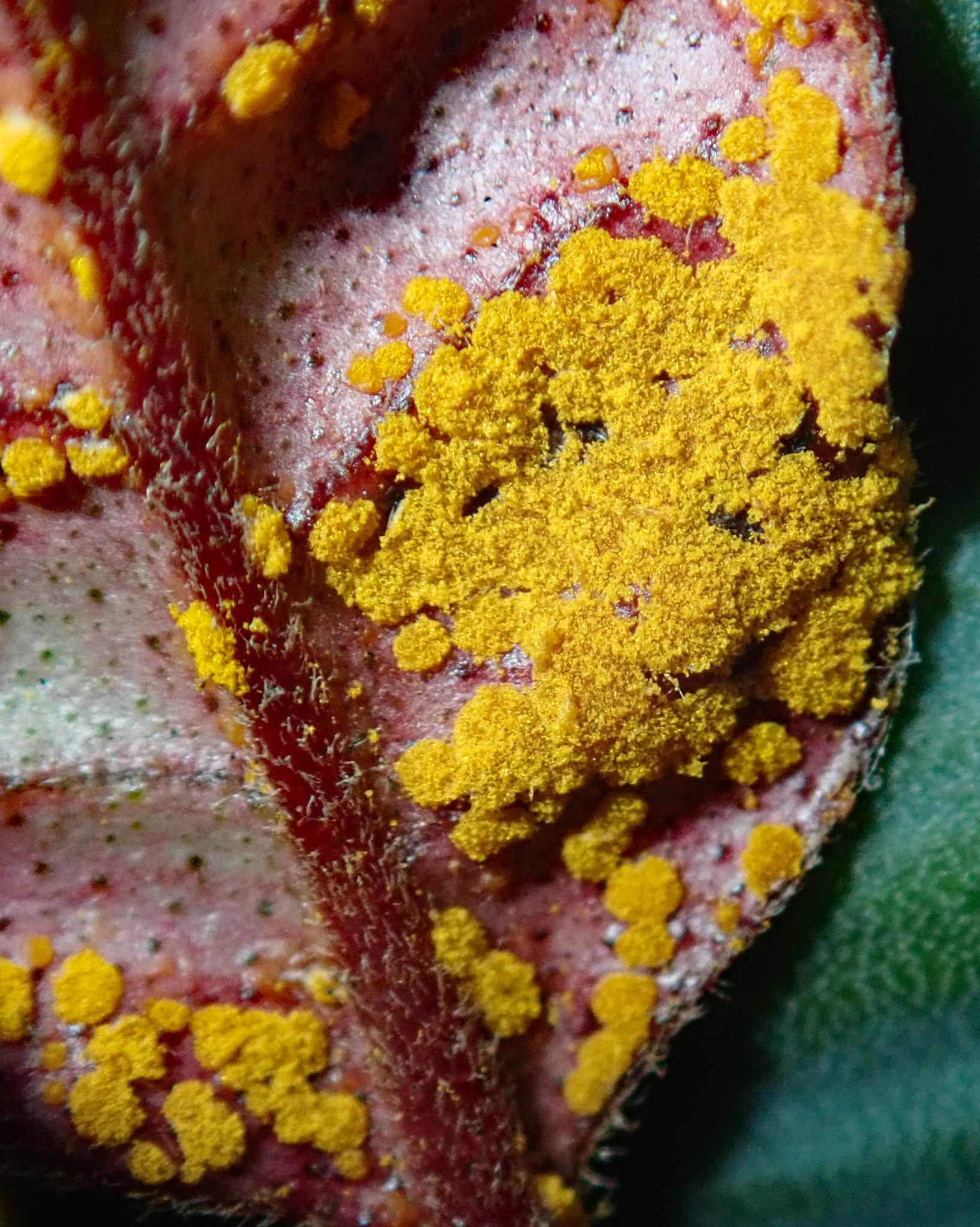 Austropuccinia psidii