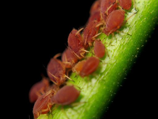 Aphis odinae