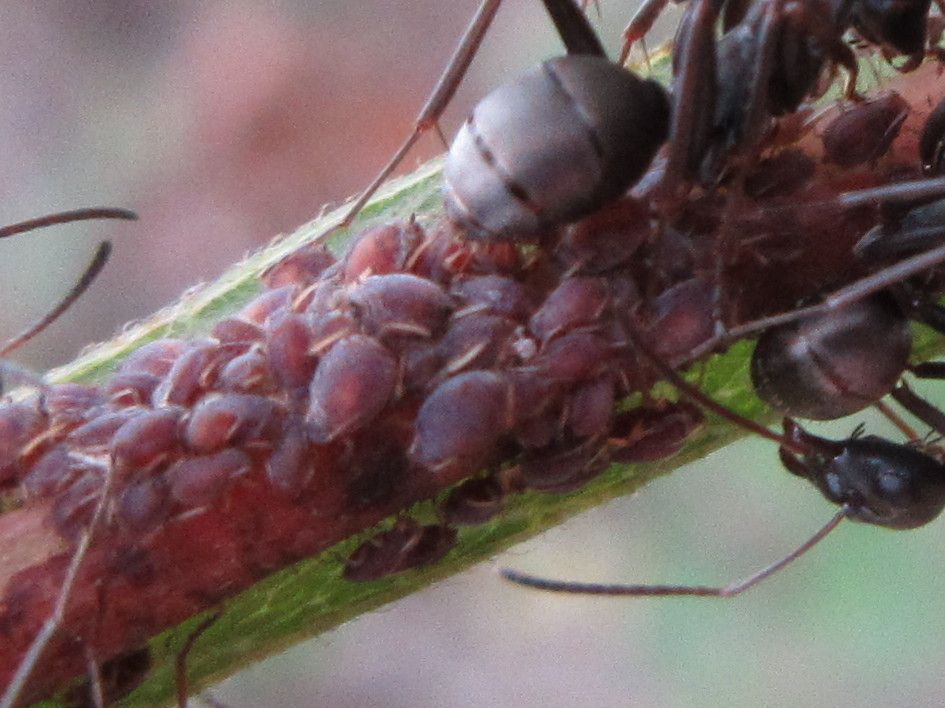 Aphis odinae