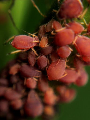 Aphis odinae
