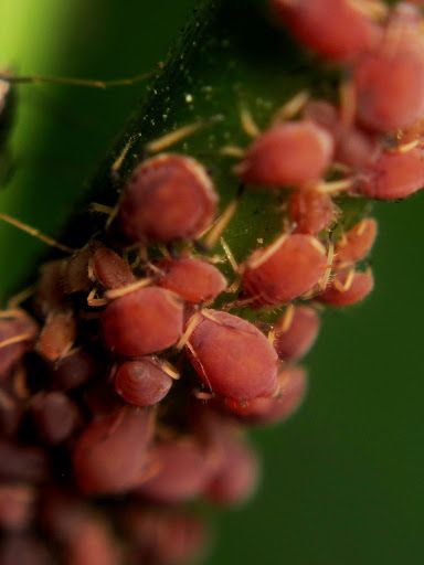 Aphis odinae