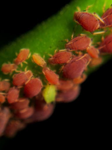 Aphis odinae
