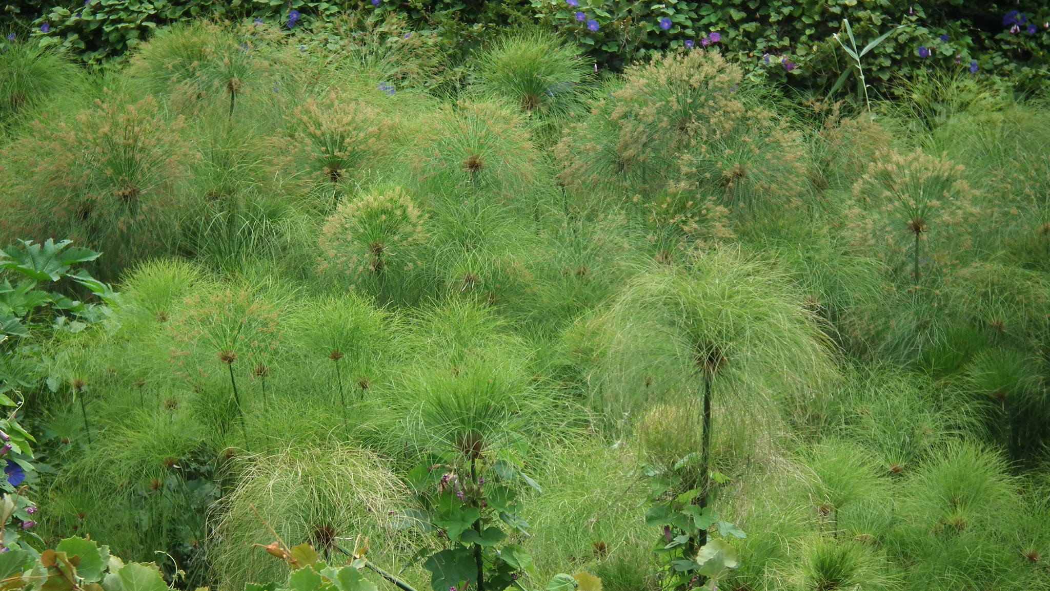 Cyperus papyrus