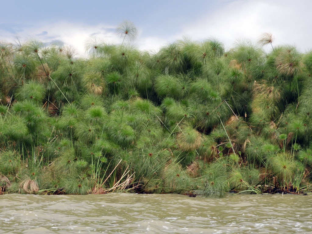 Cyperus papyrus