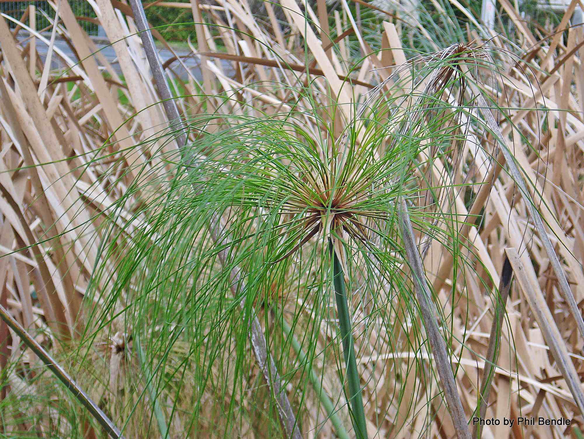 Cyperus papyrus