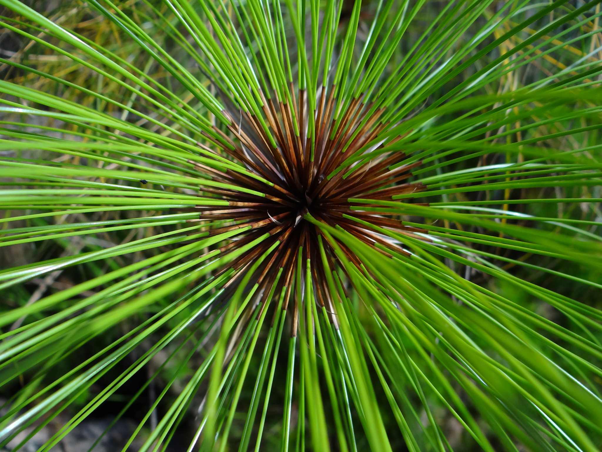 Cyperus papyrus