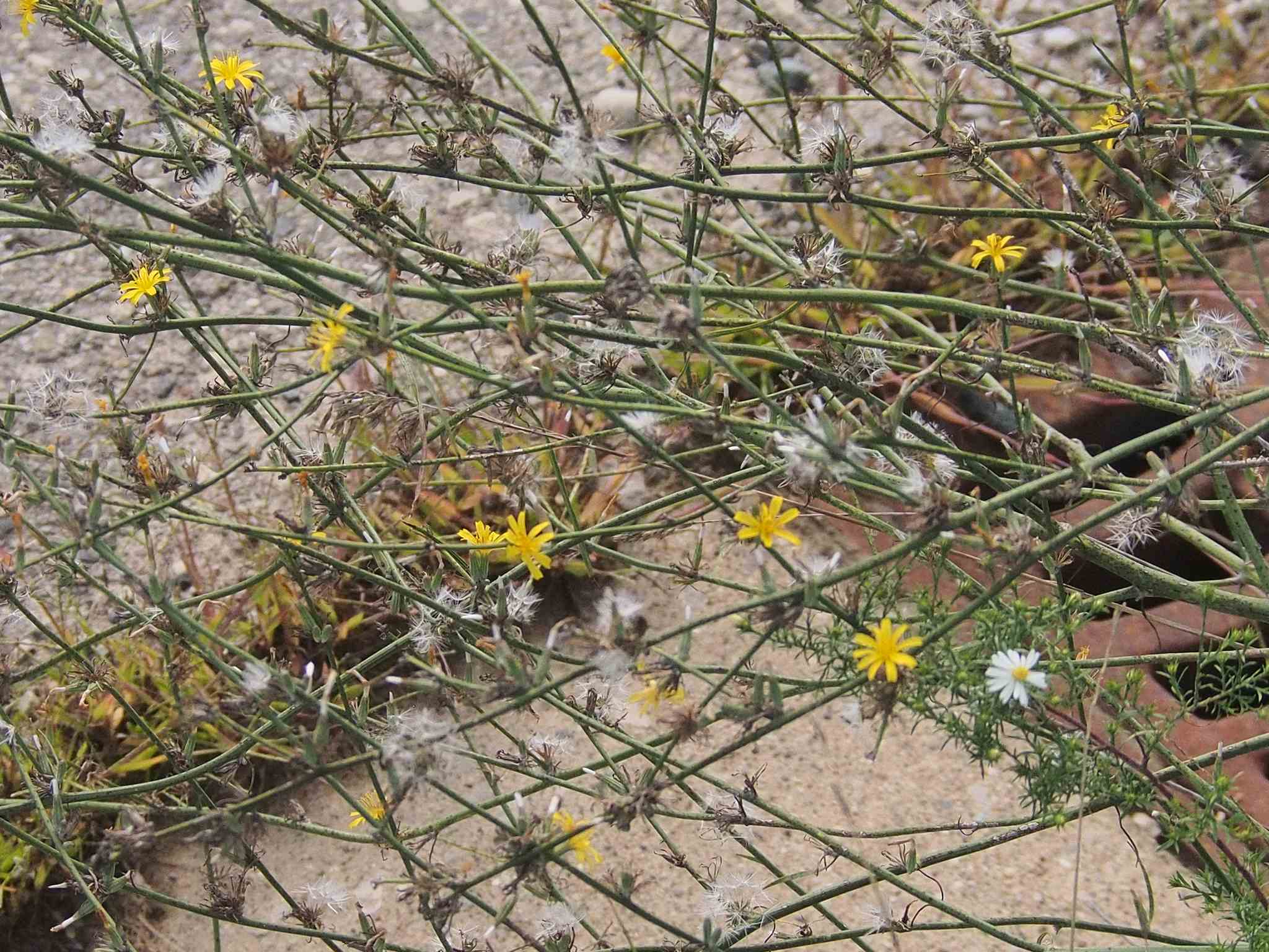 Chondrilla juncea