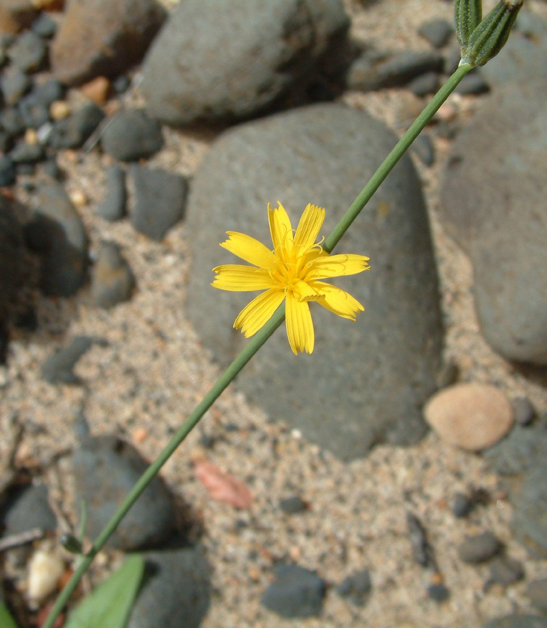 Chondrilla juncea