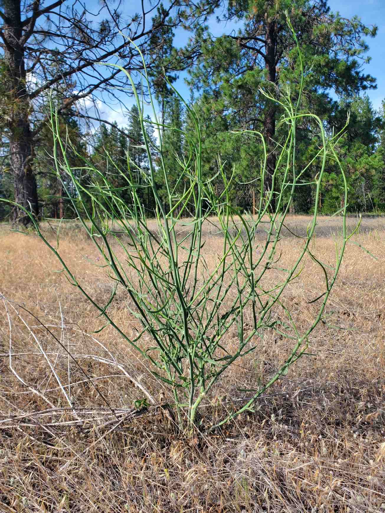 Chondrilla juncea