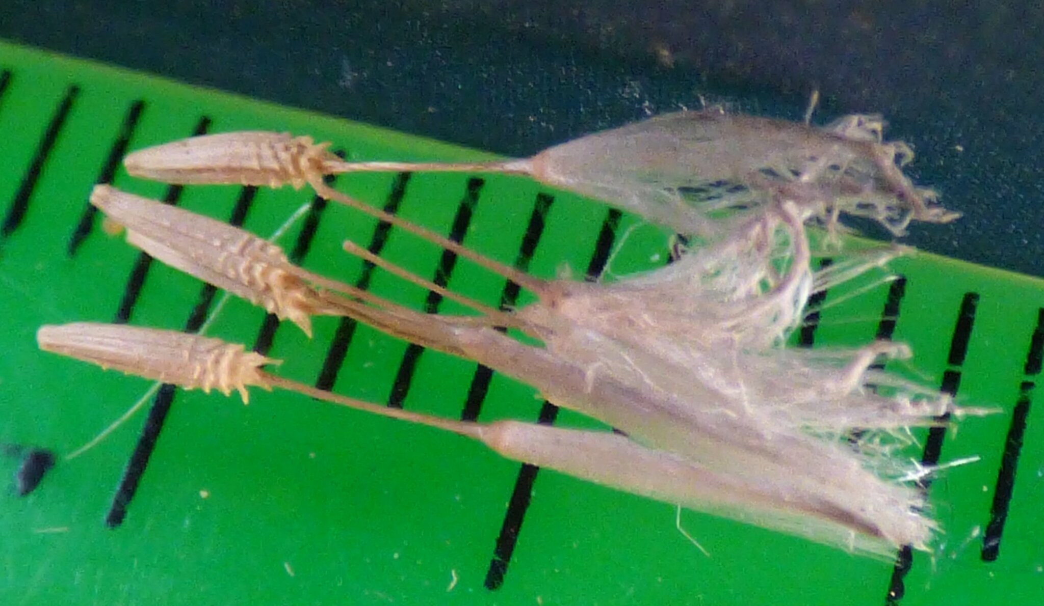 Chondrilla juncea