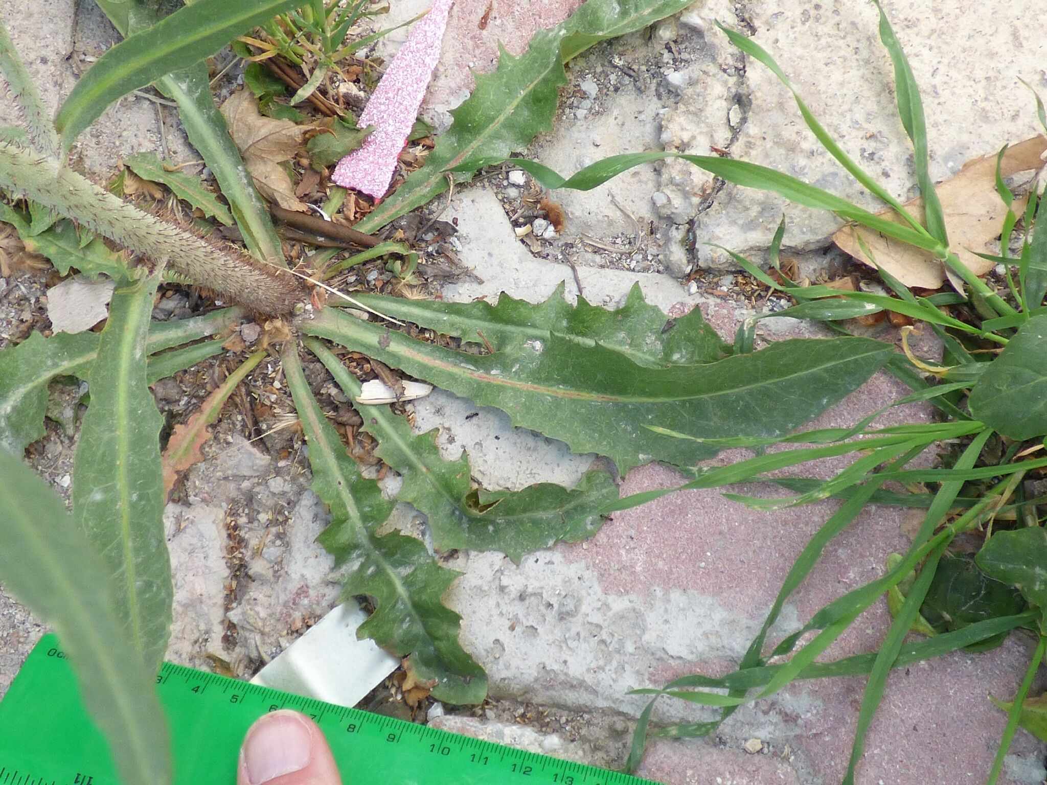 Chondrilla juncea