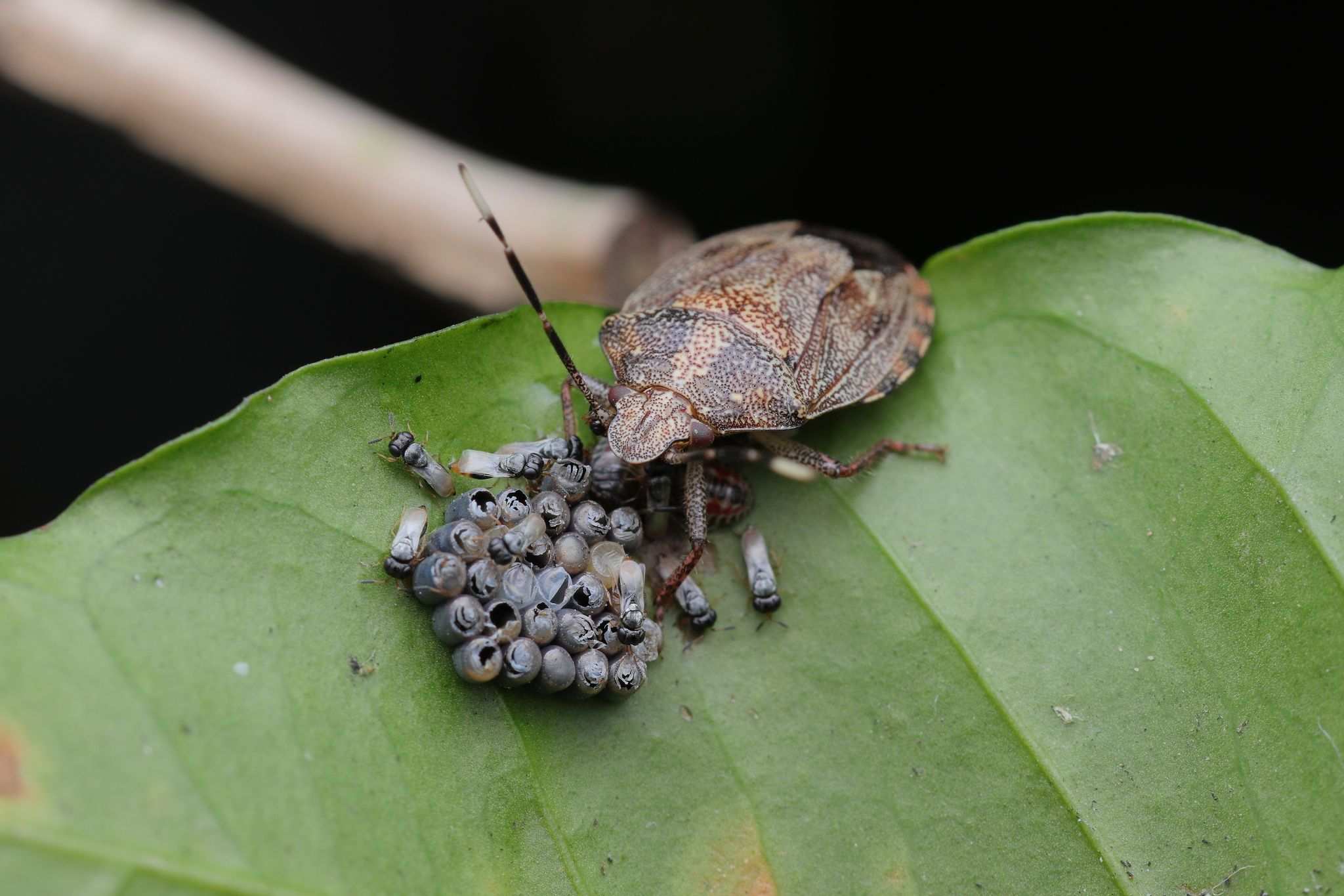 Antiteuchus tripterus