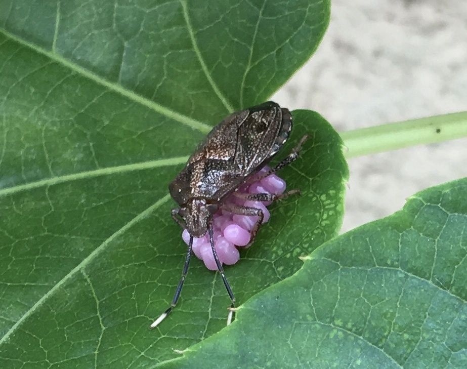 Antiteuchus tripterus
