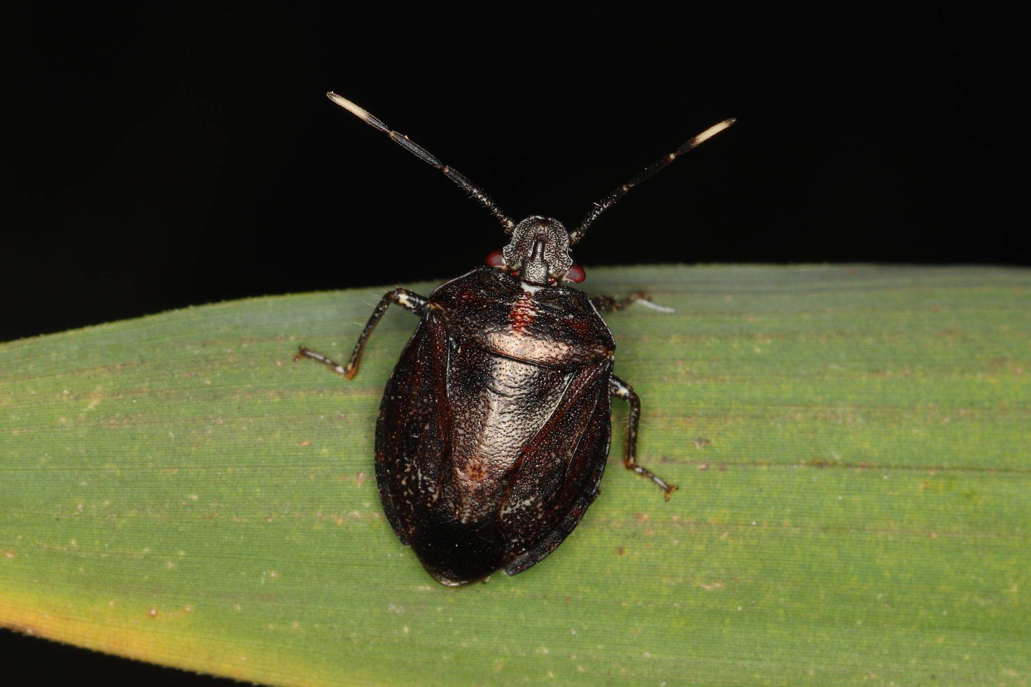 Antiteuchus tripterus