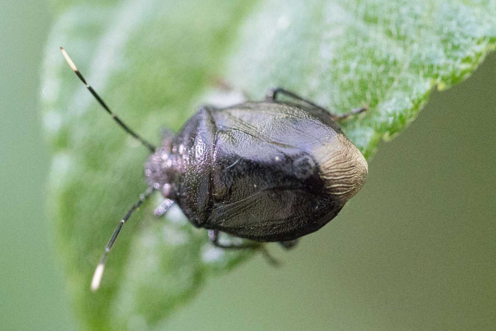 Antiteuchus tripterus