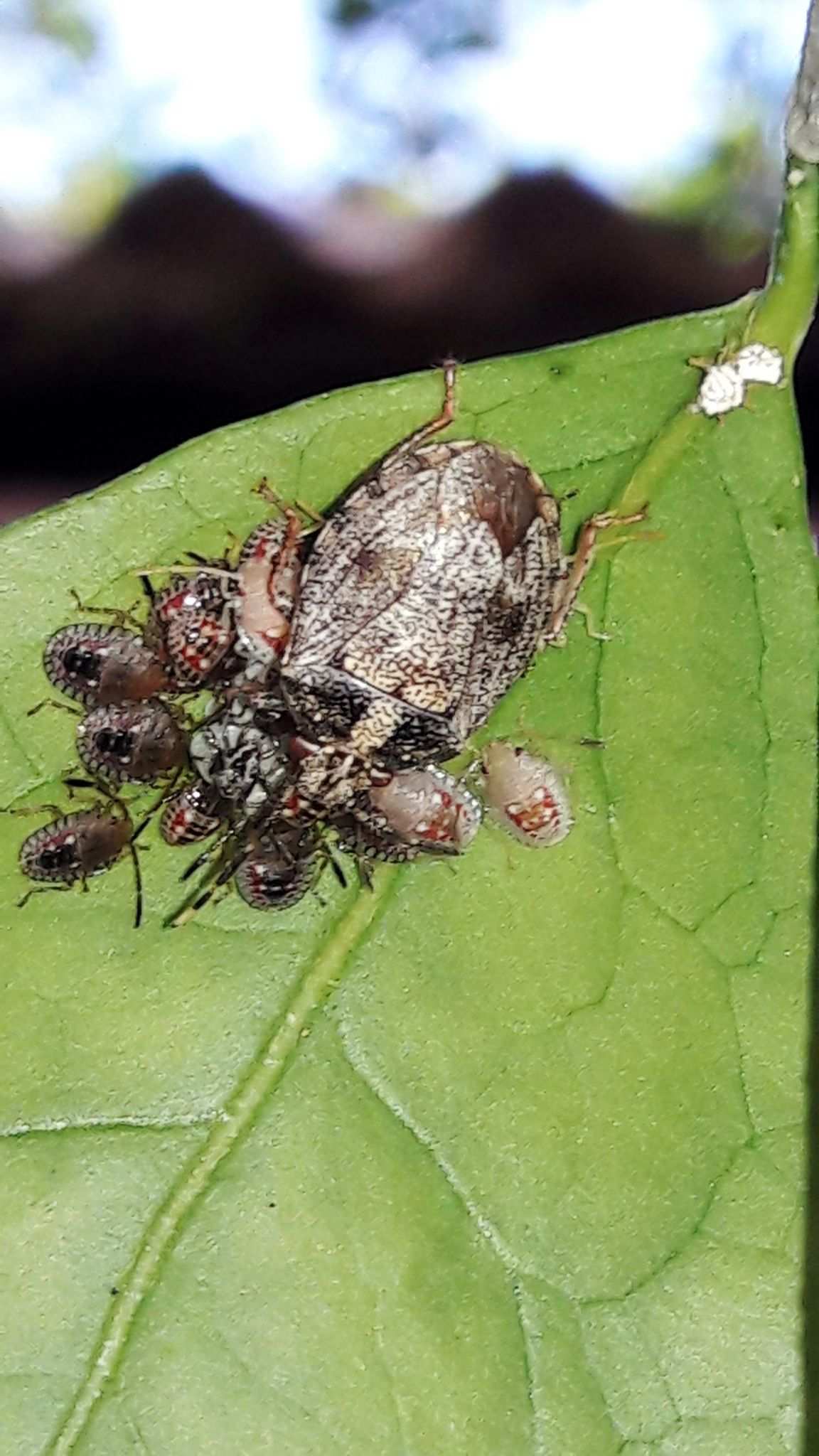 Antiteuchus tripterus