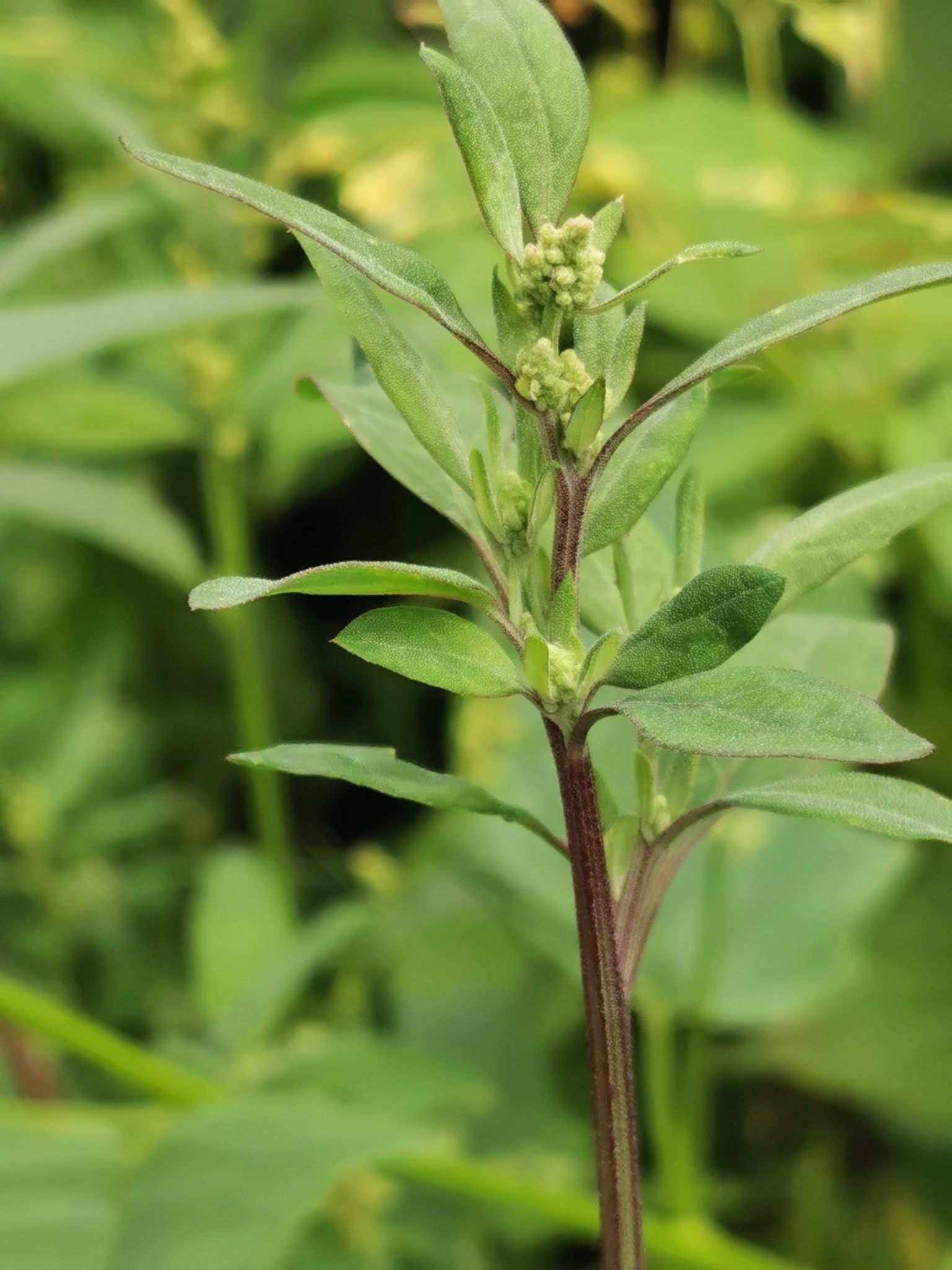 Chenopodium strictum