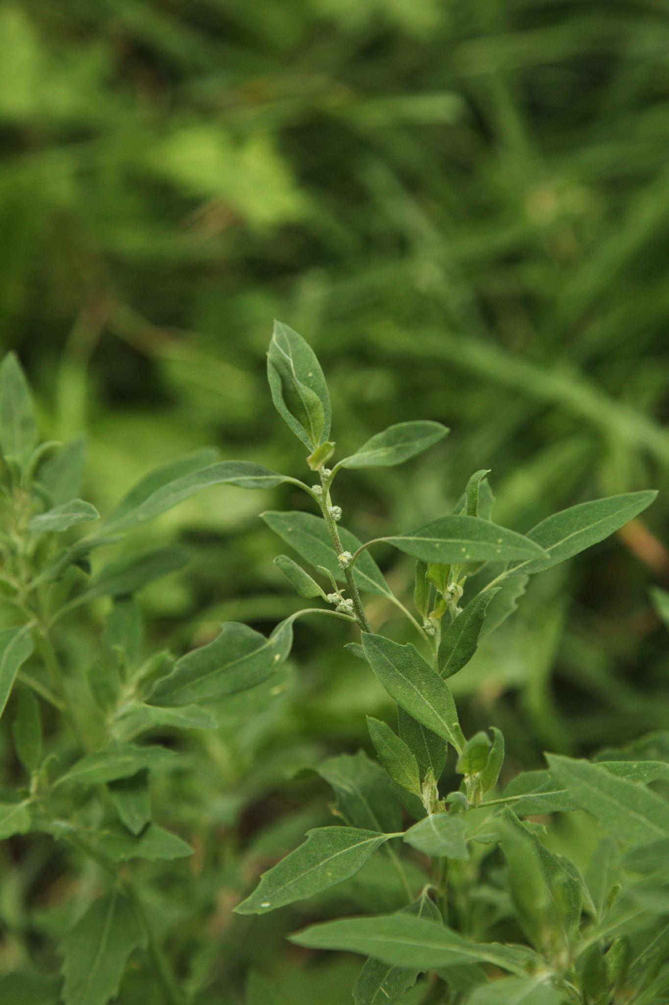 Chenopodium strictum