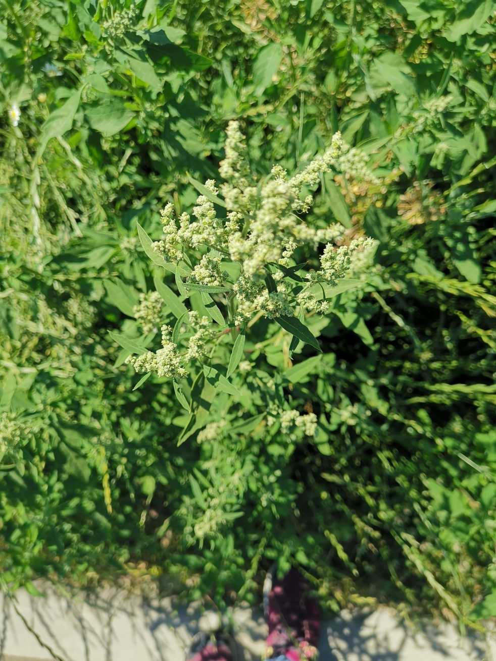 Chenopodium strictum