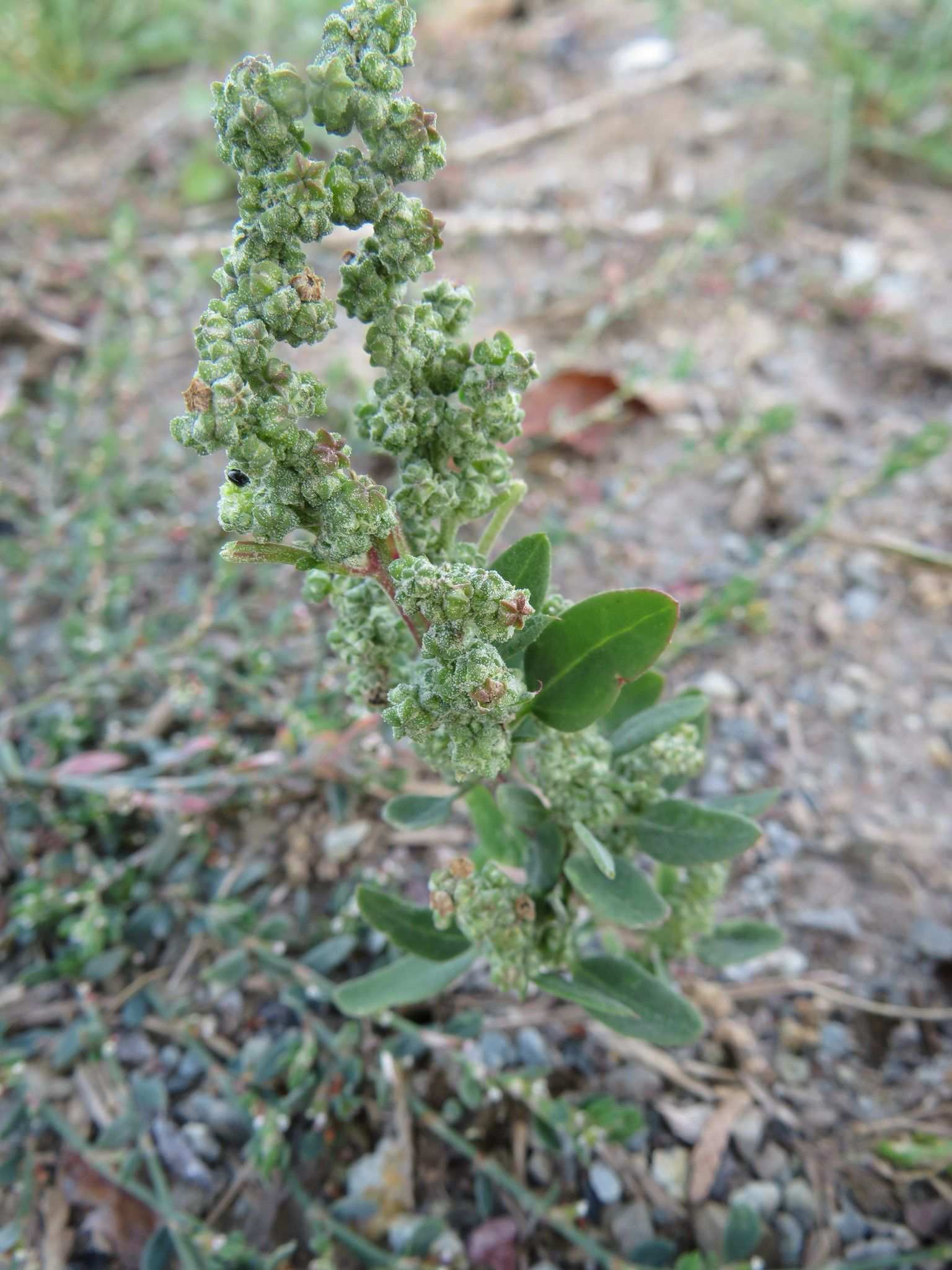 Chenopodium strictum