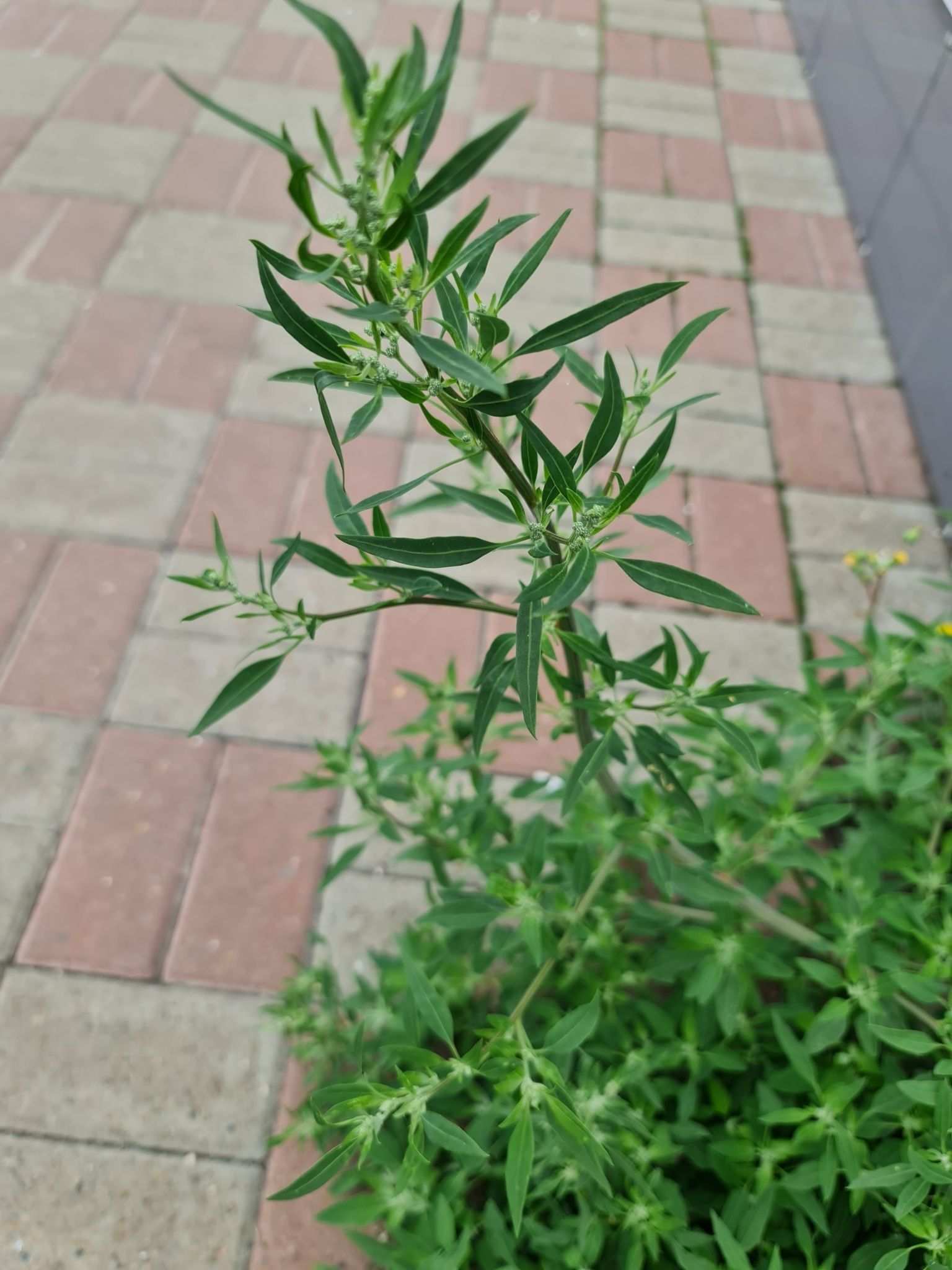 Chenopodium strictum
