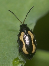 Phyllotreta striolata