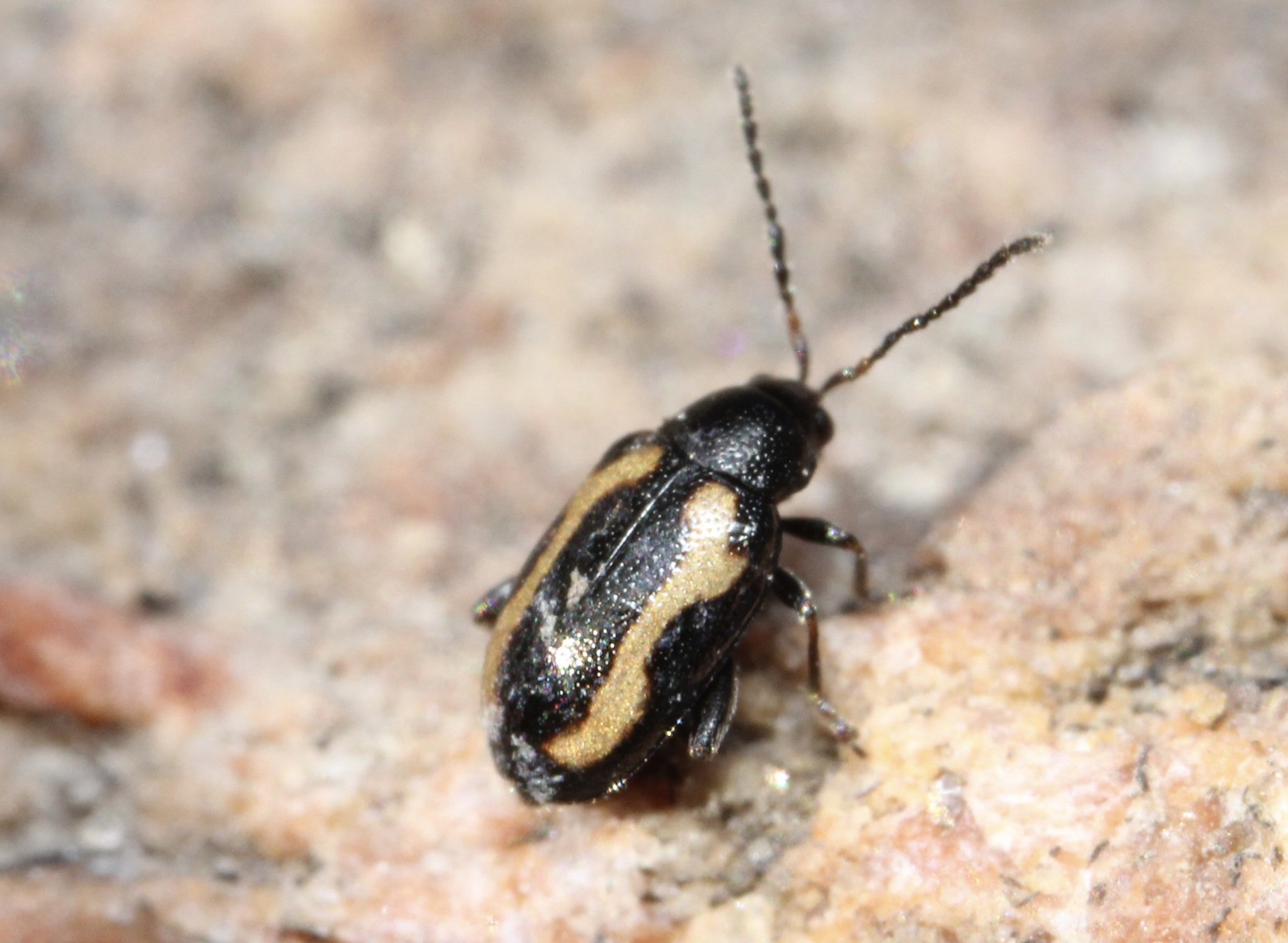 Phyllotreta striolata