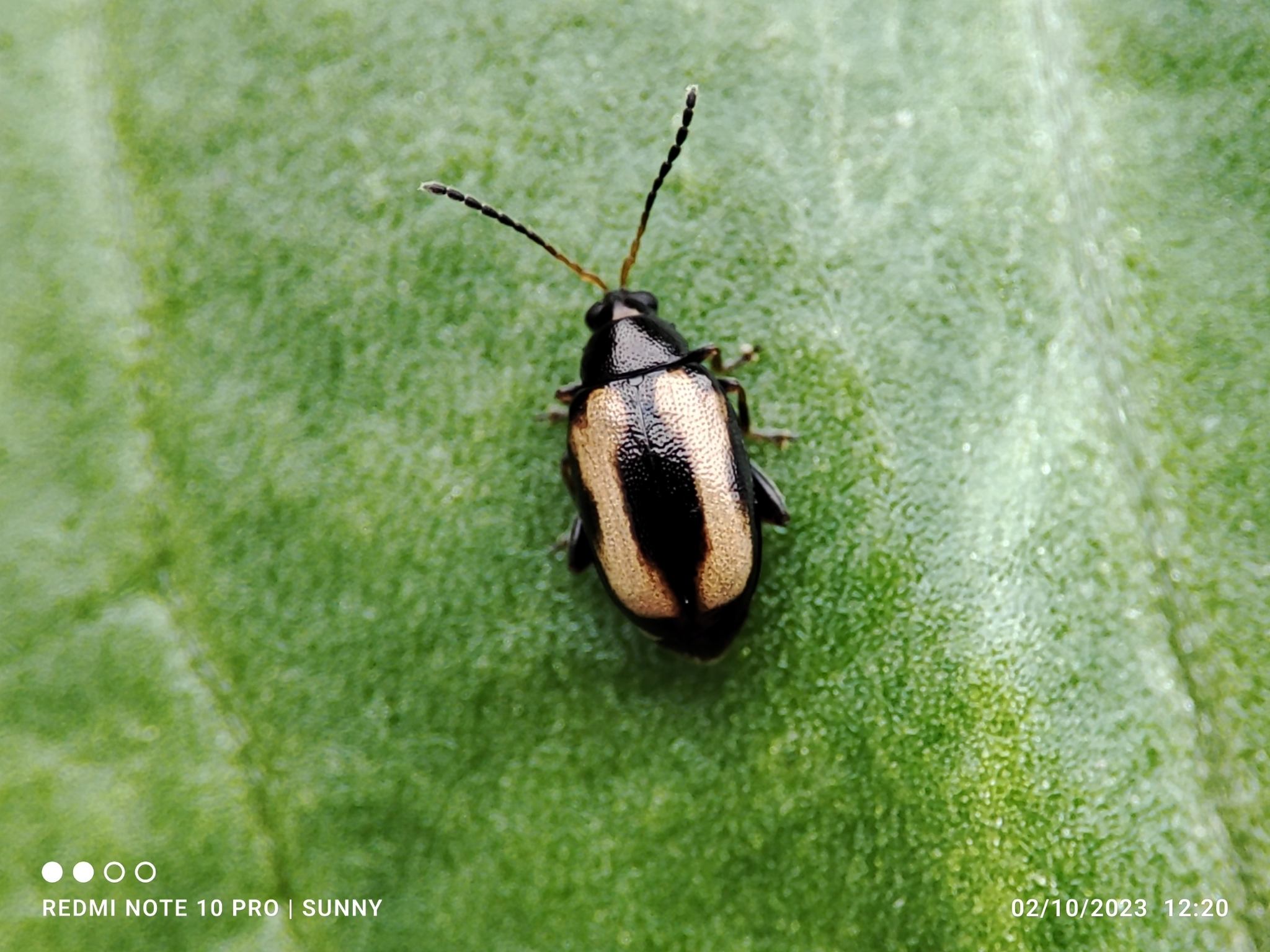 Phyllotreta striolata