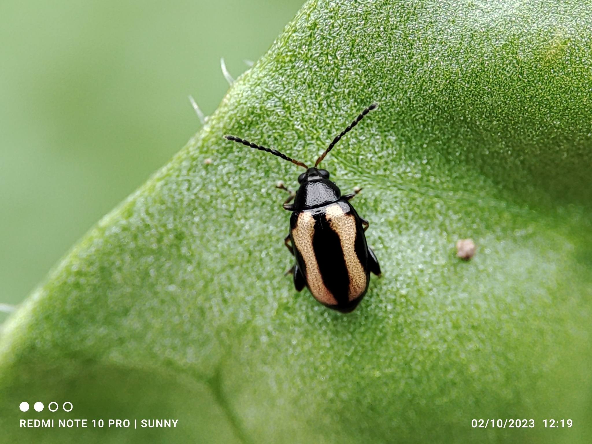Phyllotreta striolata
