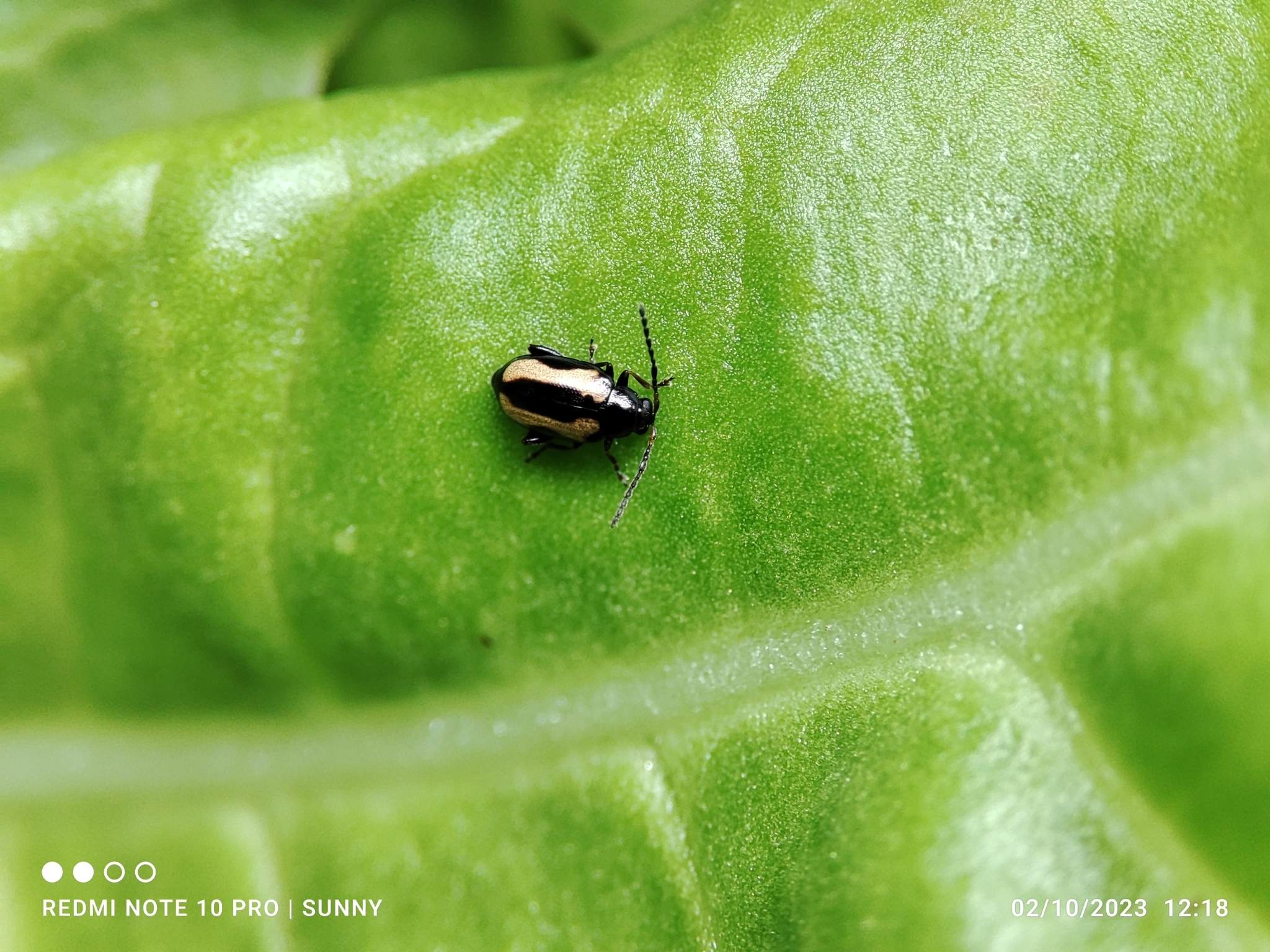 Phyllotreta striolata