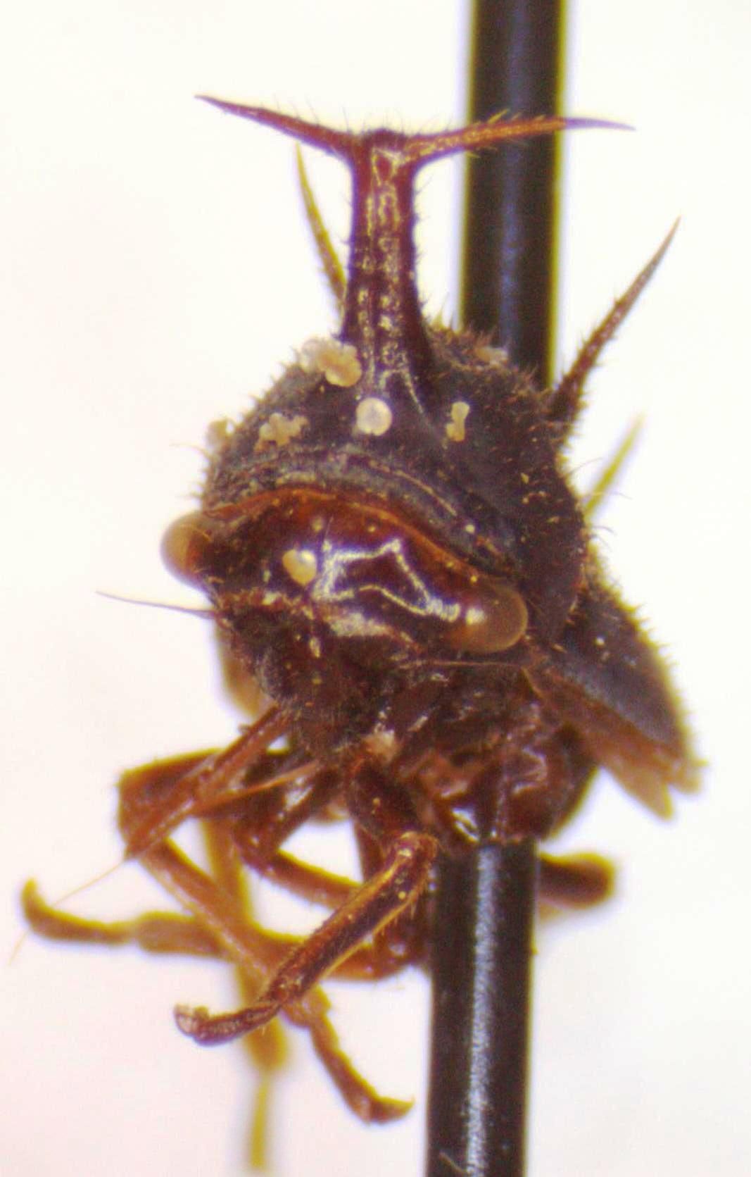 Guayaquila